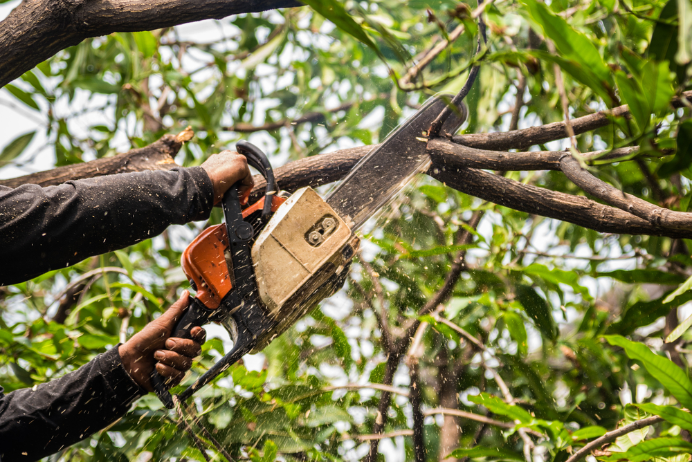 Élagage de branches hautes par Metbach Élagage